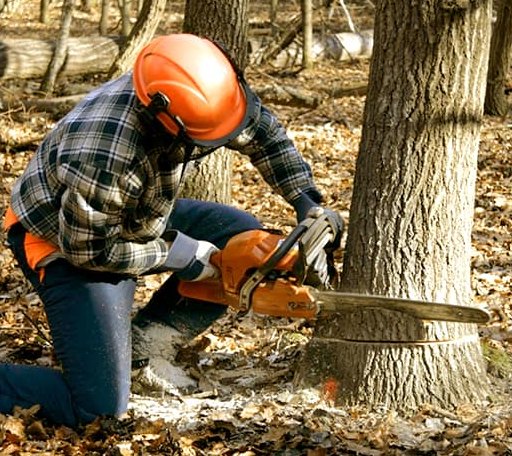 Tree Removal in Saluda, VA